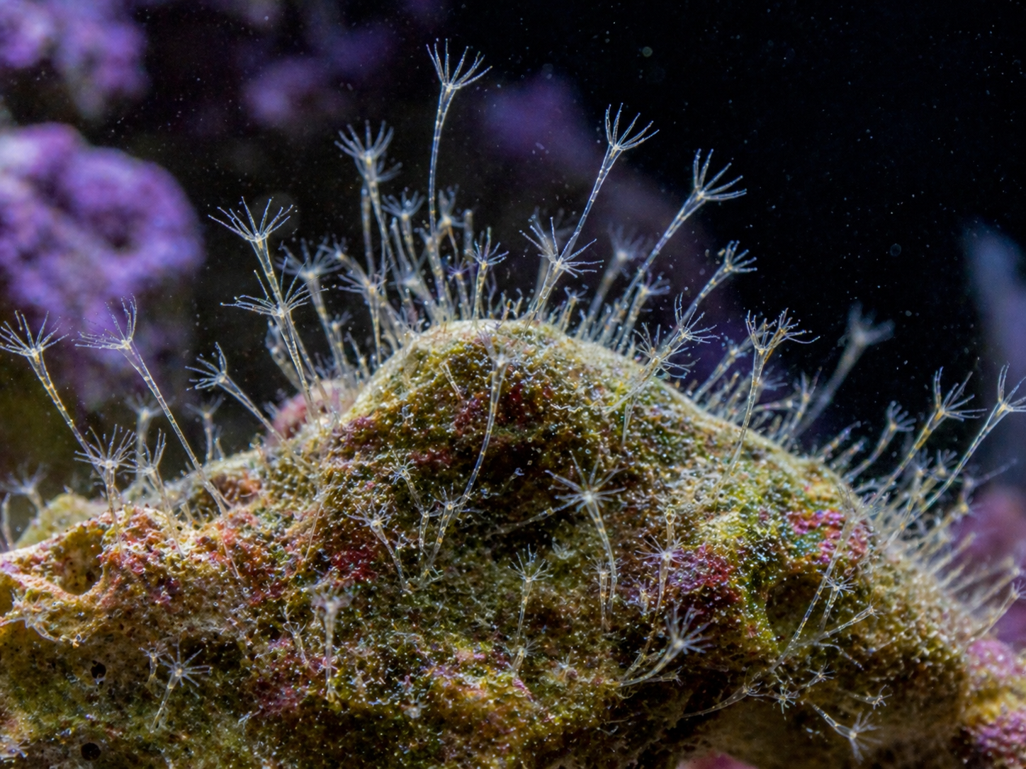 Hydroids