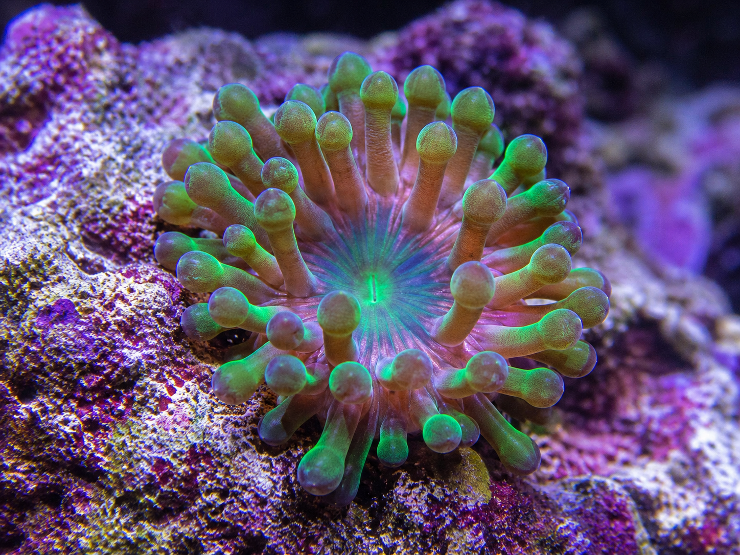 Majano Anemone