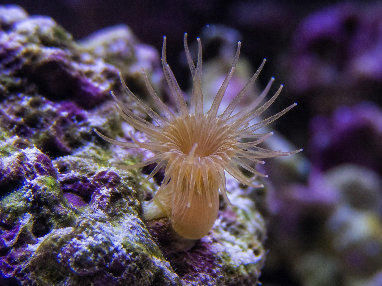 Aiptasia anemone