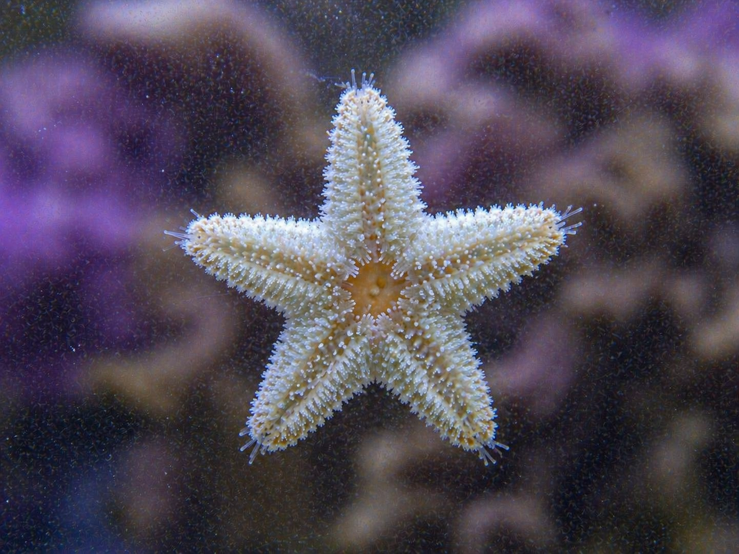 Asterina starfish