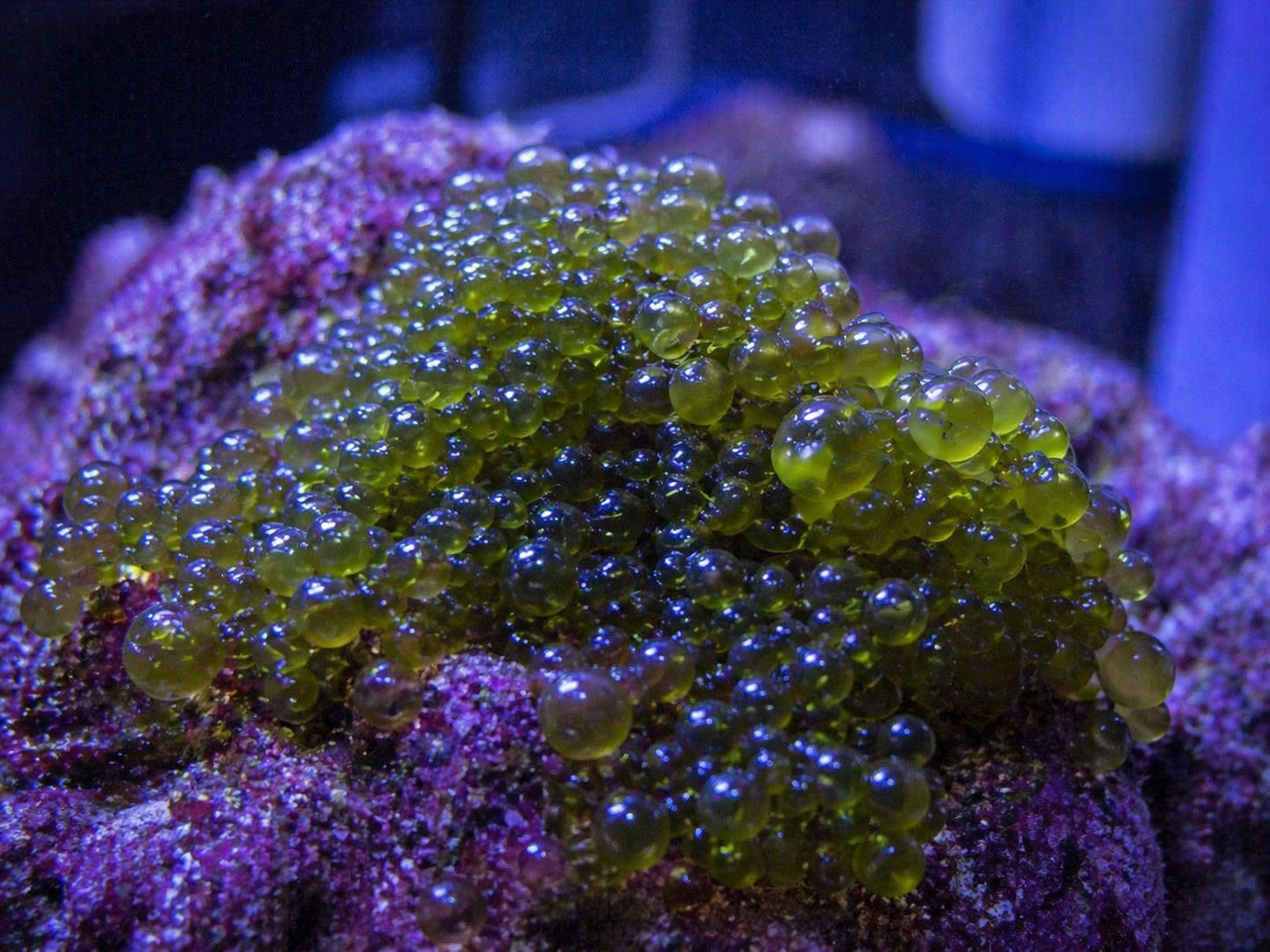 Bubble Algae