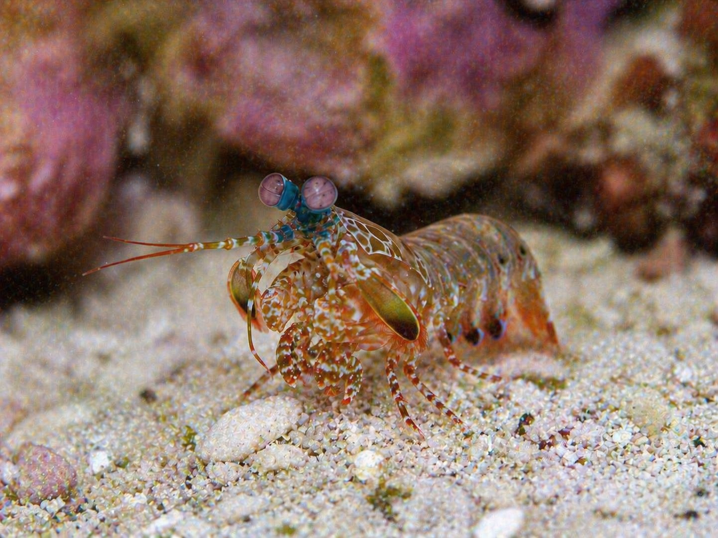 Mantis Shrimp