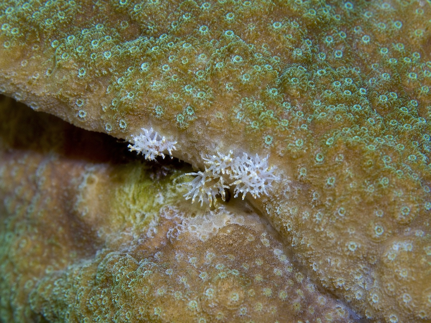 Montipora eating nudibranch