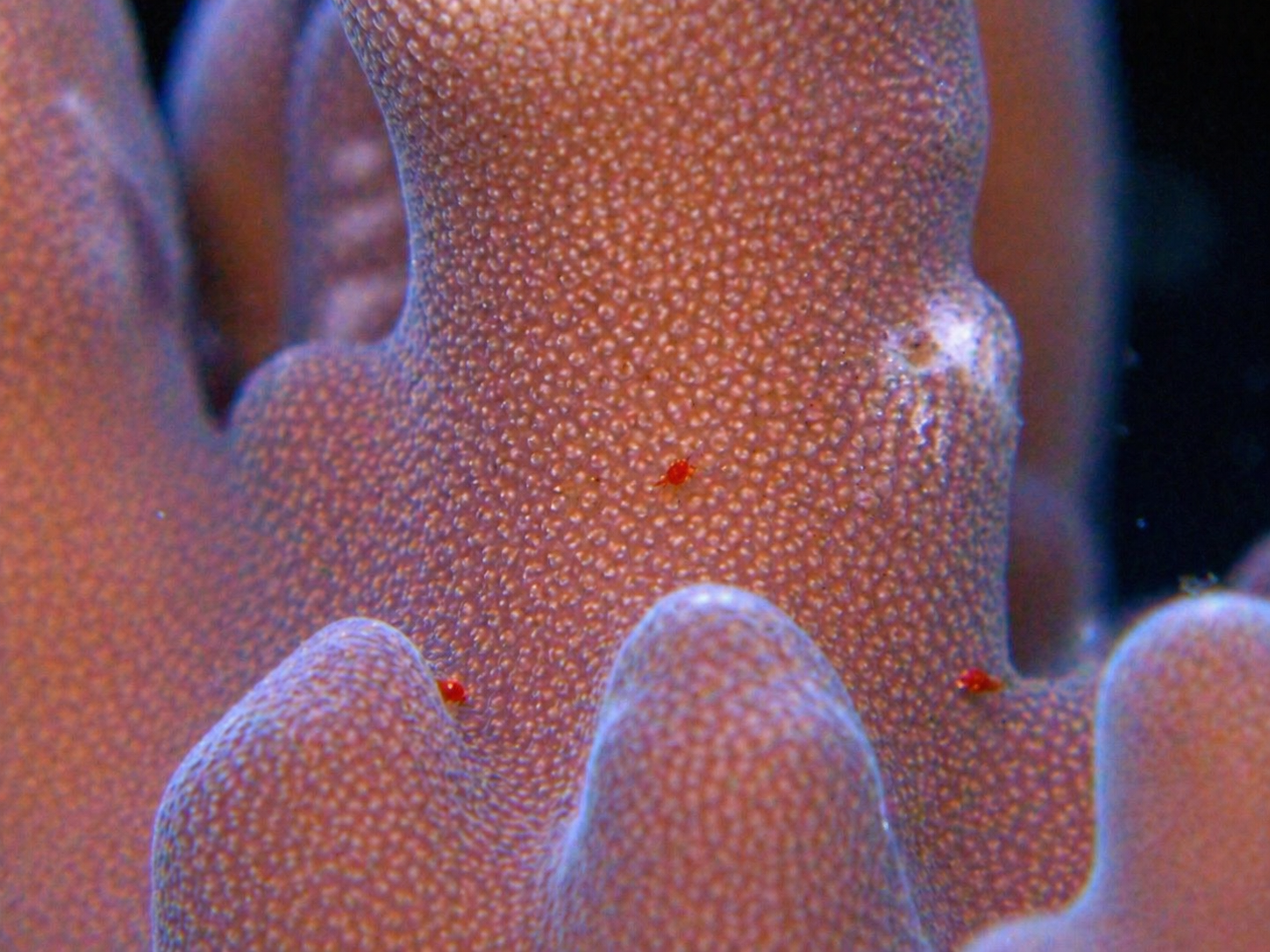 Acropora Red bugsh