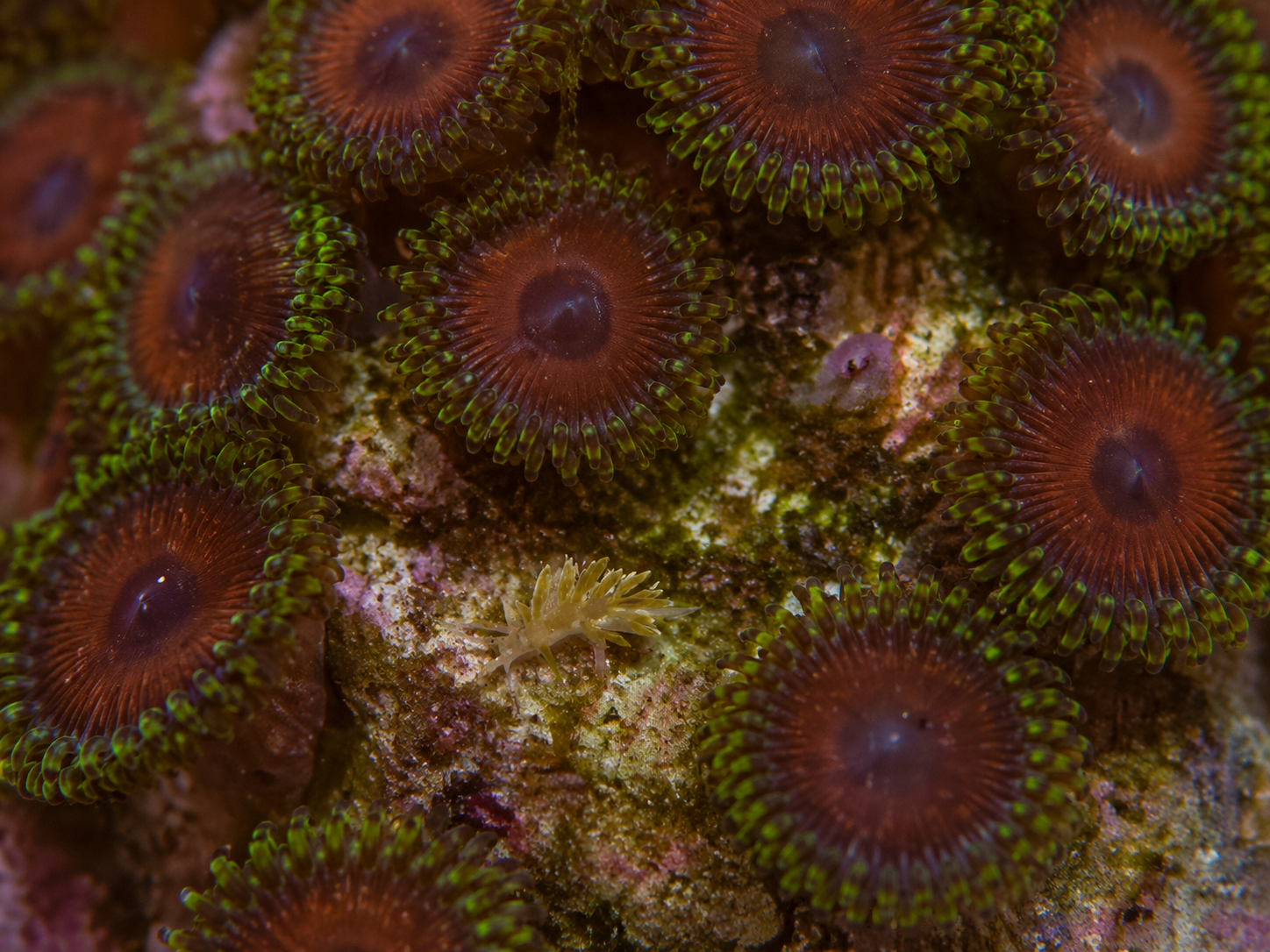 Zoa eating nudibranch