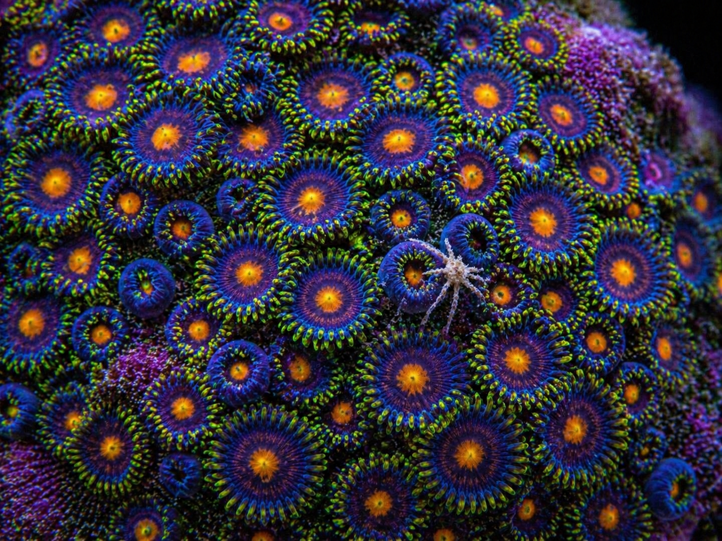 Zoa spiders