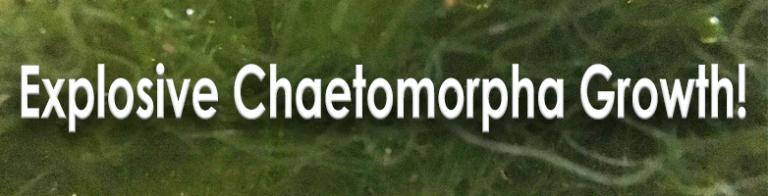 Evergrow Nova S2: Explosive Cheato Growth