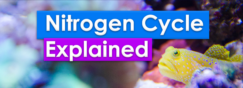 Nitrogen Cycle Explained and made Simple