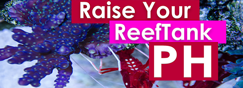 How do you raise PH in a saltwater aquarium – AskReefDudes