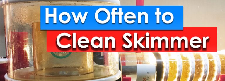 AskReefDudes: How often to Clean your Skimmer Cup