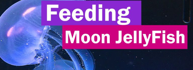 Feeding Moon Jellyfish