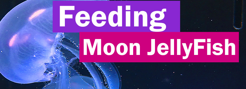 Feeding Moon Jellyfish