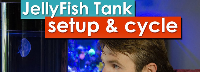 JellyFish Art Tank Setup and cycling – JellyFish Ep1