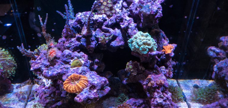 AI Prime HD Settings for the Red Sea Max Nano Reef
