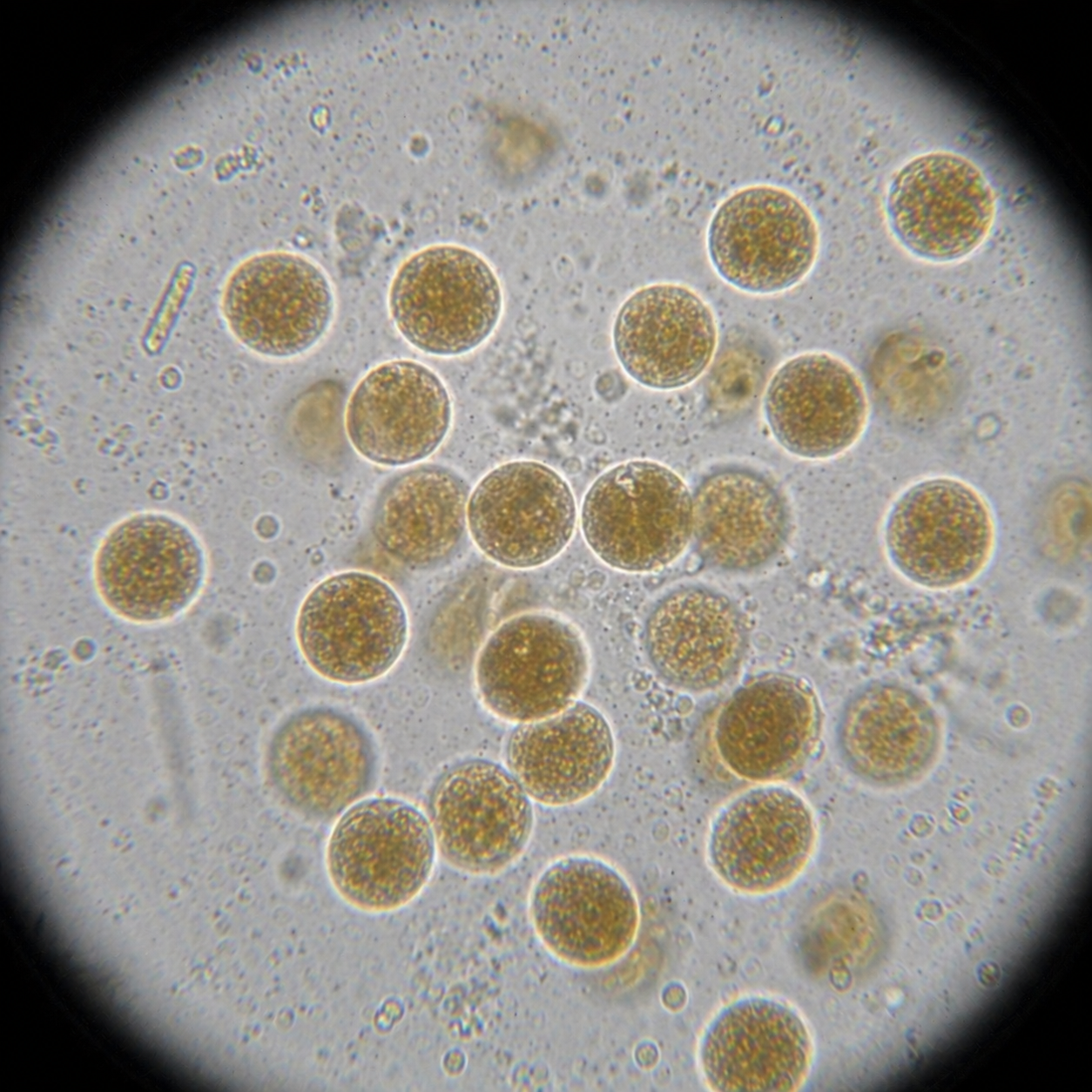 Coolia microscope view