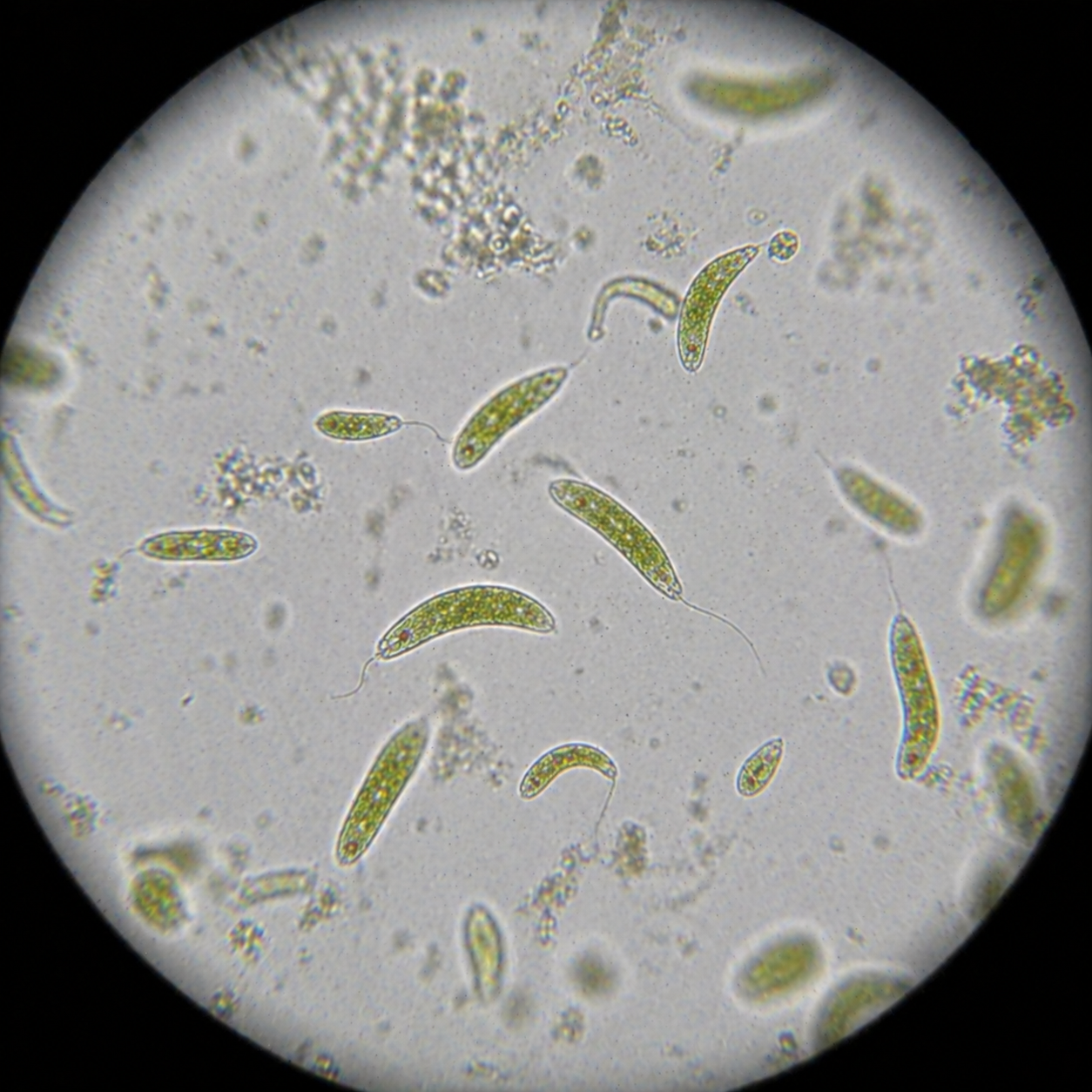 Euglena microscope view